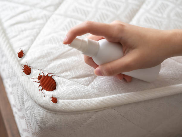 Best Spider Control Near Me  in Woodstock, GA
